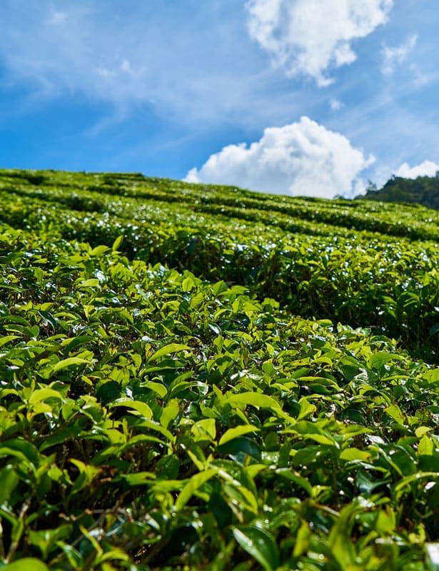 梨山茶